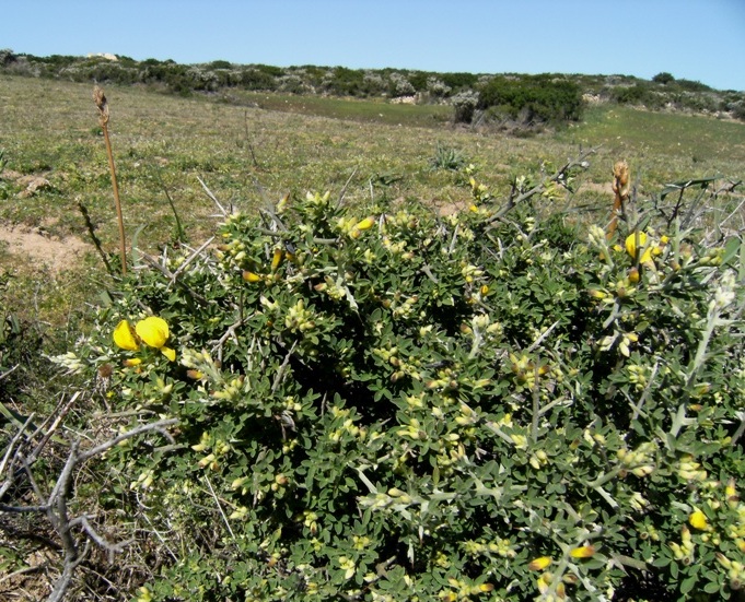 Calicotome villosa / Sparzio villoso